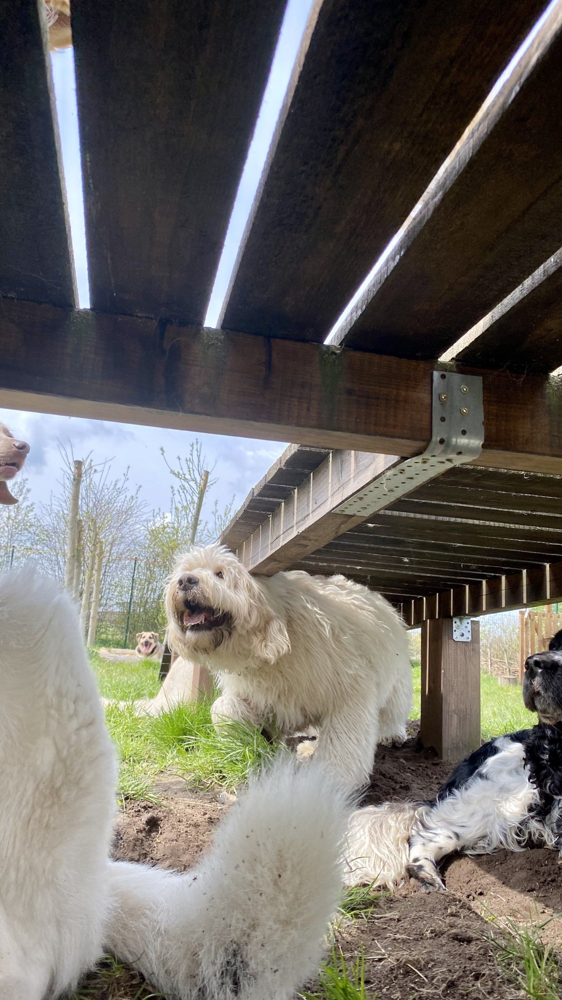 Urlaubsbetreuung für Hunde, Hundepension, Hunde im Urlaub, Hundeurlaub, Hundebetreuung