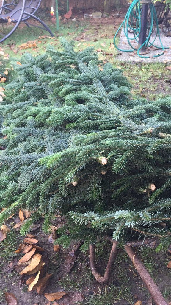 große Mengen Reisig in Ebersbach, zwischen Stuttgart und Ulm