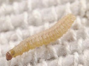 larve de mite