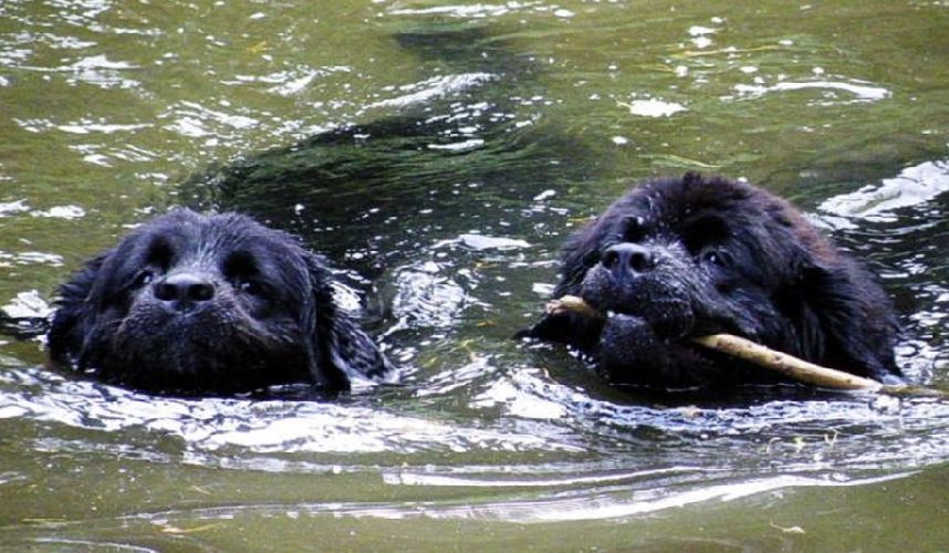 <img src=”schwimmende-neufundlaender.jpg” alt=”zwei Neufundlaender bergen einen Stock aus dem Wasser”>