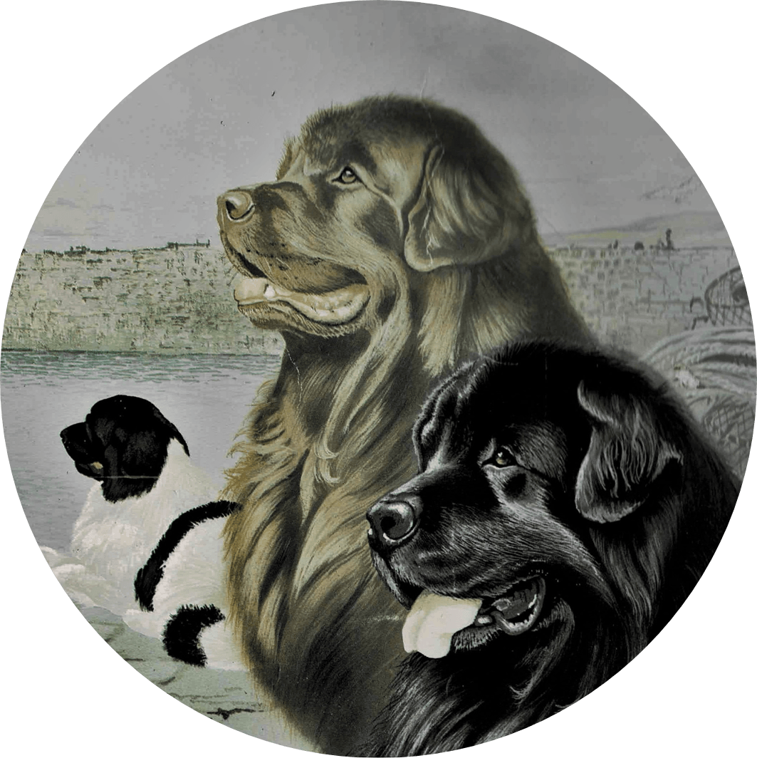 <img src=”NCE-Logo.jpg” alt=”Logo des Neufundländer Clubs für Europa NCE mit drei Hunden u nterschiedlicher Fellfarbe”>