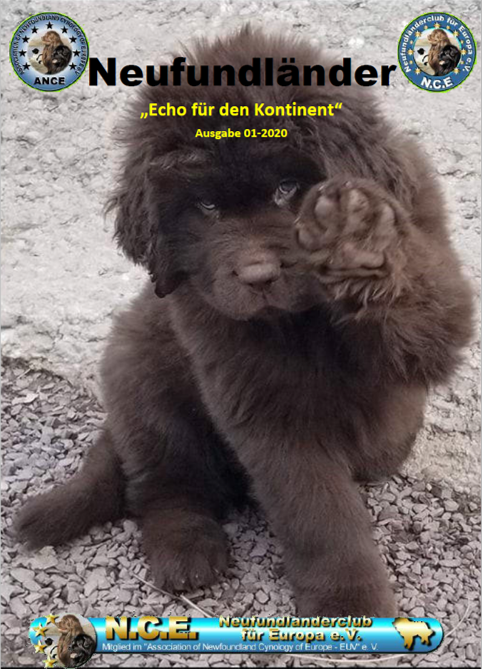<img src=”Cover-Vereinszeitung-Neufundlaenderclub.png” alt=”brauner Neufundländer-Welpe gibt High 5”>