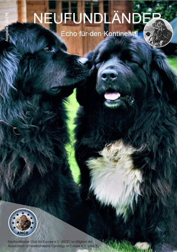 <img src=”Cover-Vereinszeitung-Neufundlaenderclub.png” alt=”brauner Neufundländer-Welpe gibt High 5”>