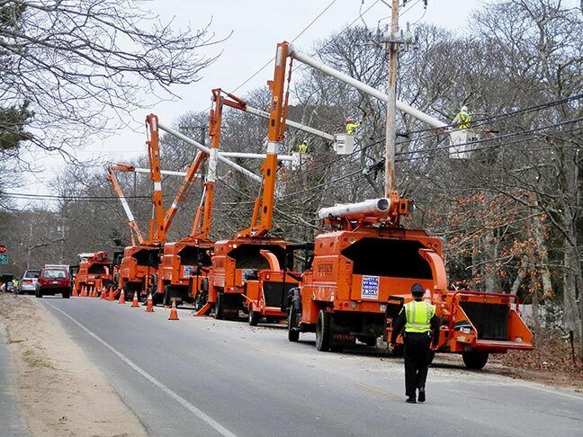 How to Start a Tree Trimming LLC: Contractor Setup, Insurance & Equipment Guide