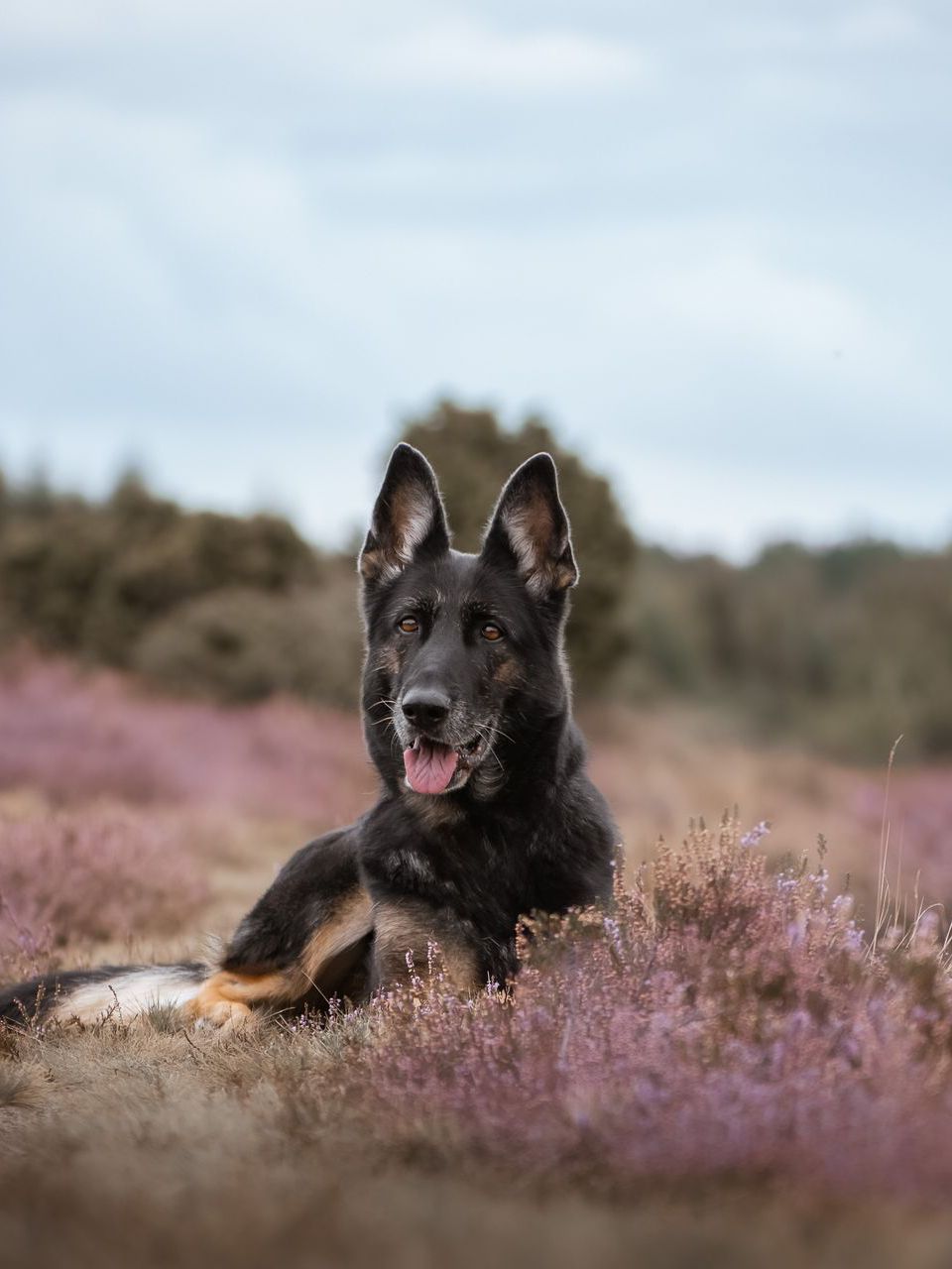 Tierfotografie - Stephanie Hopf
