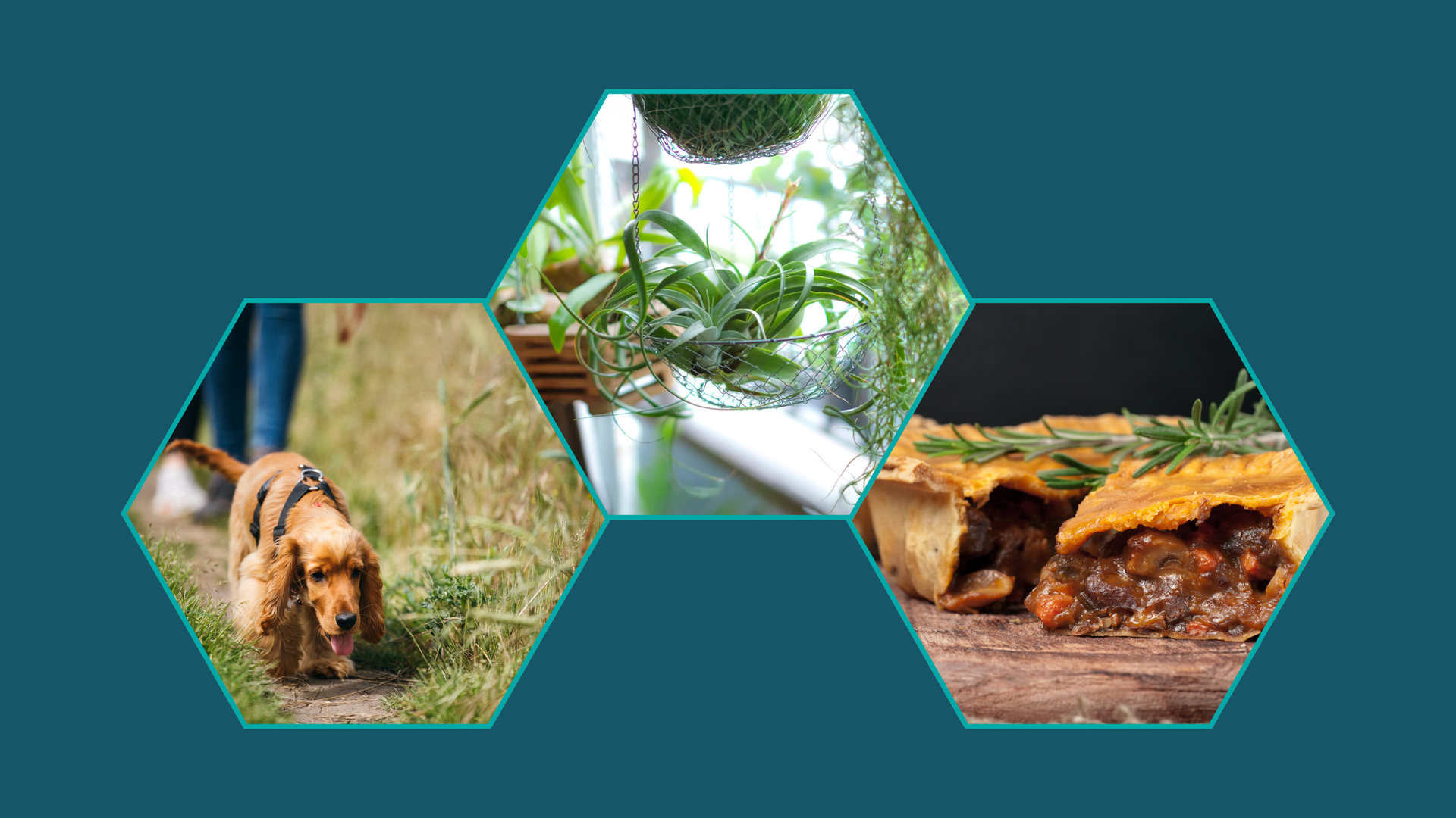 dog walking, house plants and meat pie