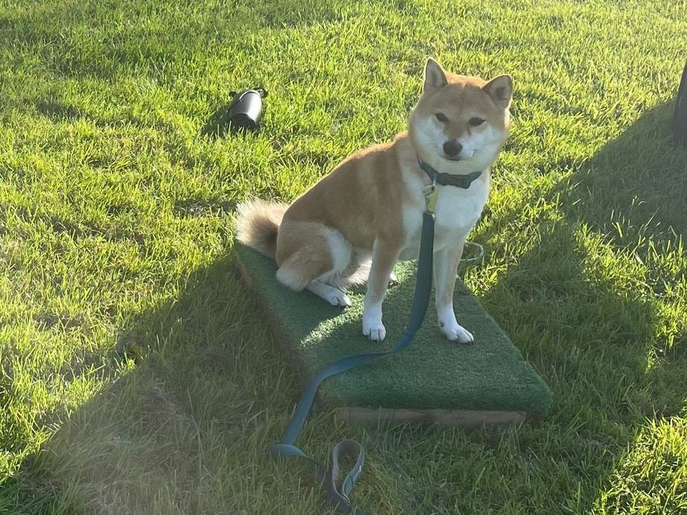 Dog classes in Tamworth