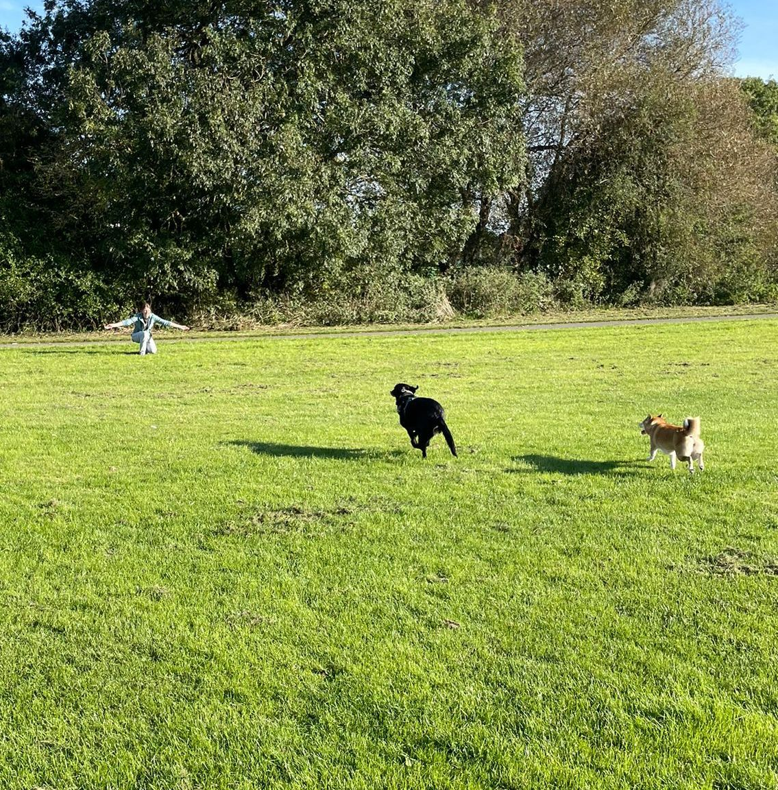 Dog behaviourist in Tamworth