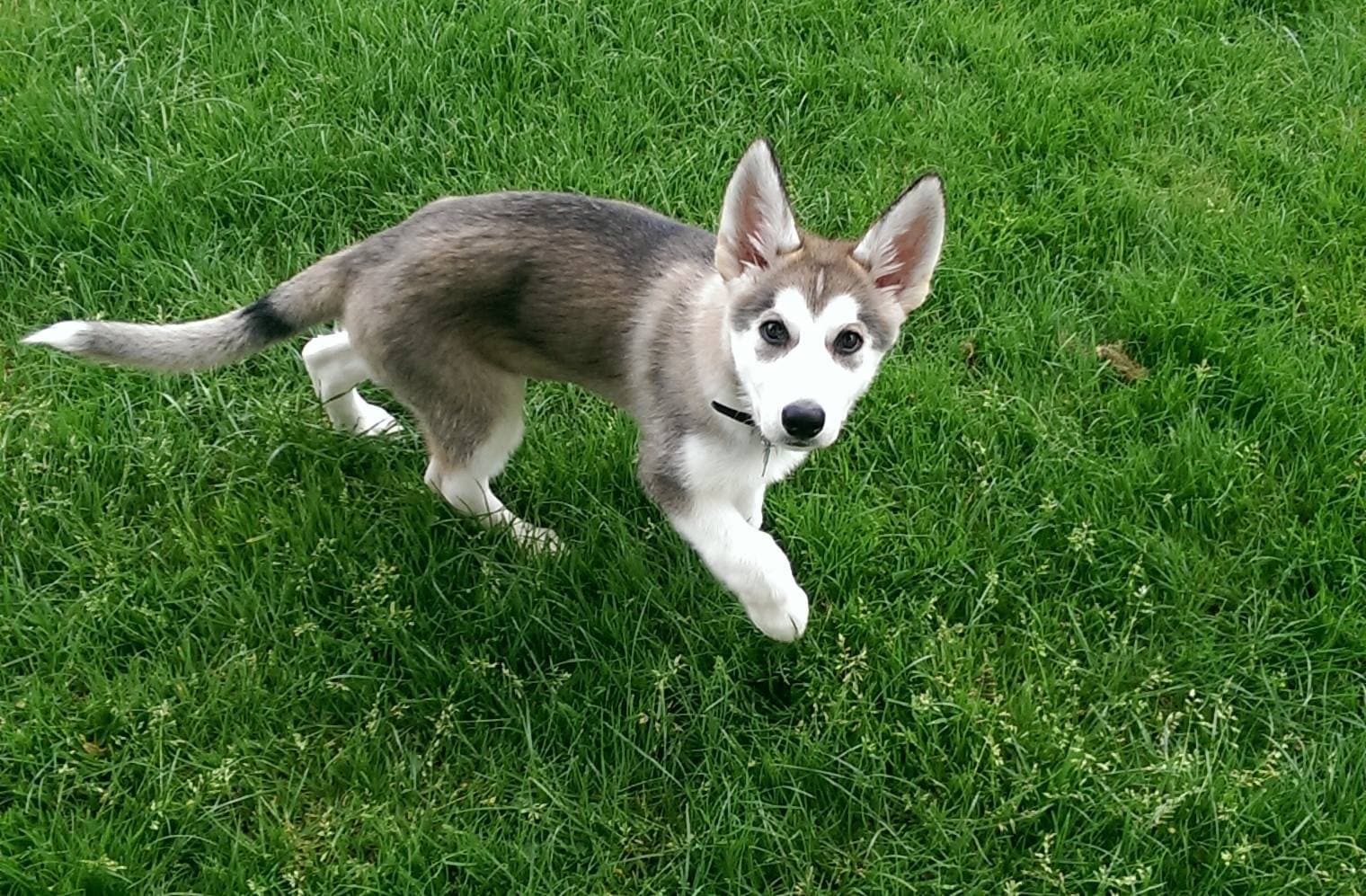 Engagement training with your dog