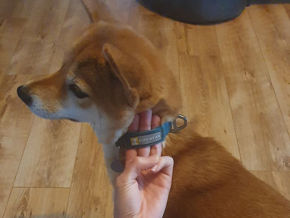 collar for dog training