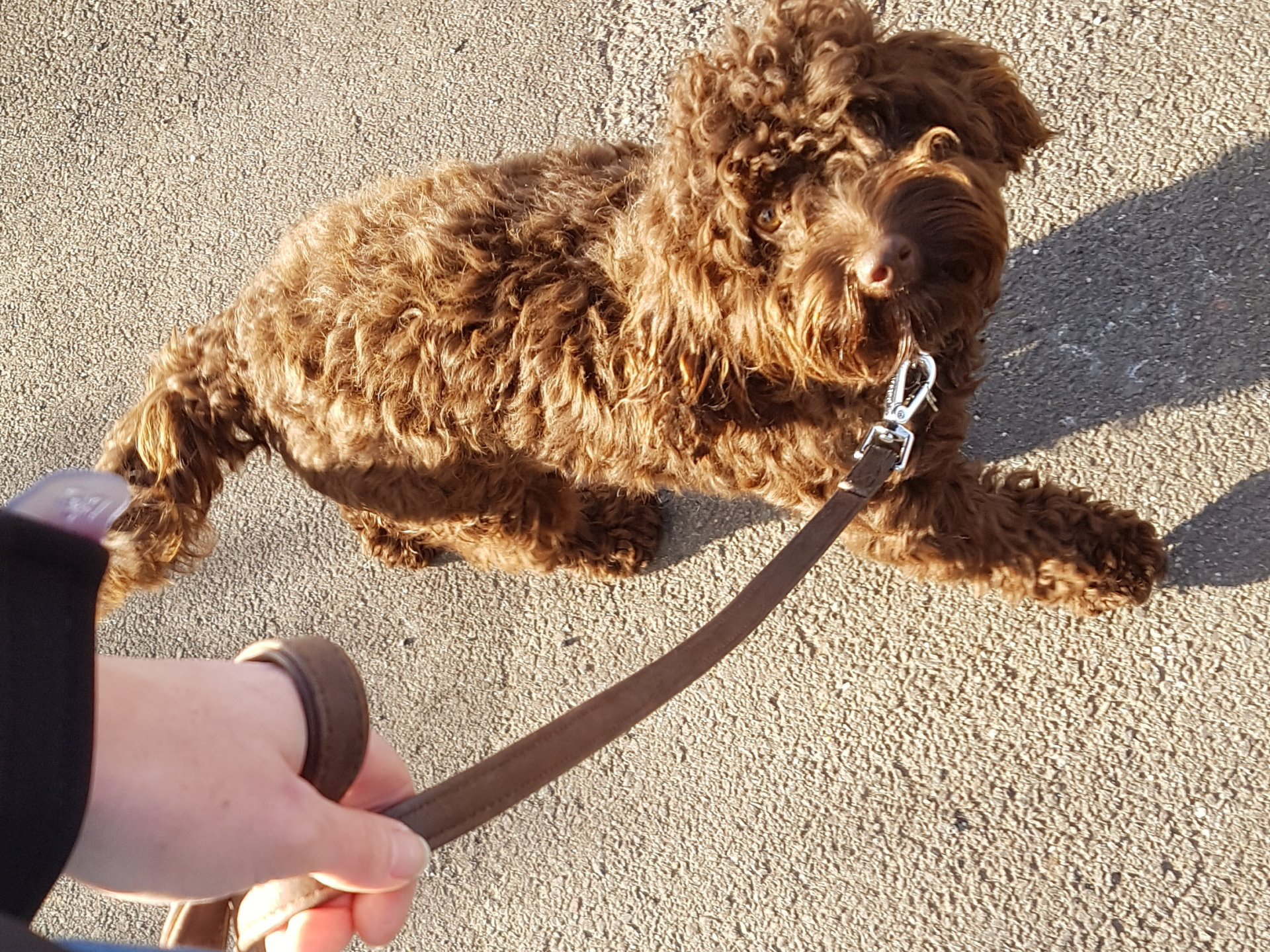 dog trained to heel in Rugby