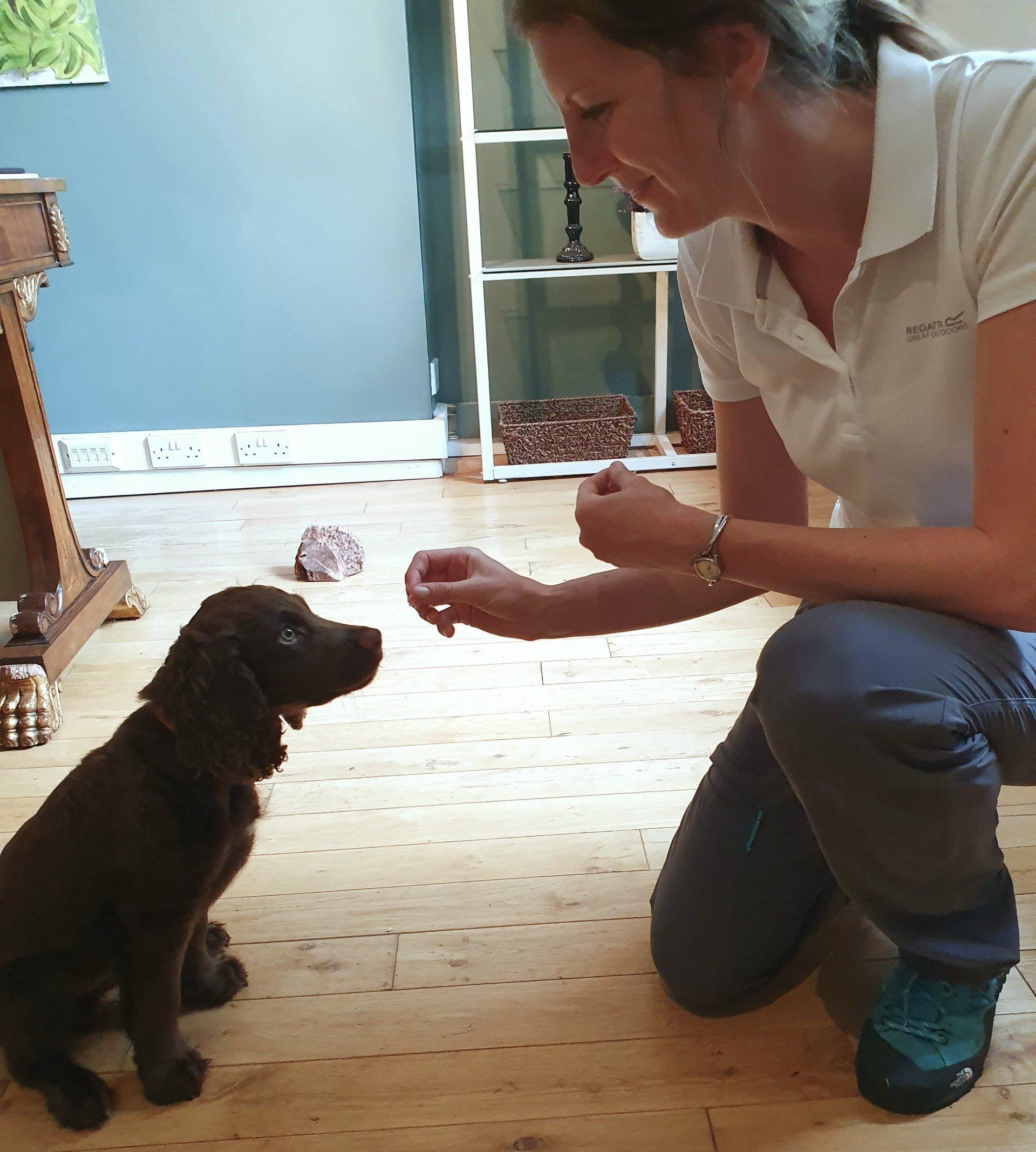 Dog training in Leamington