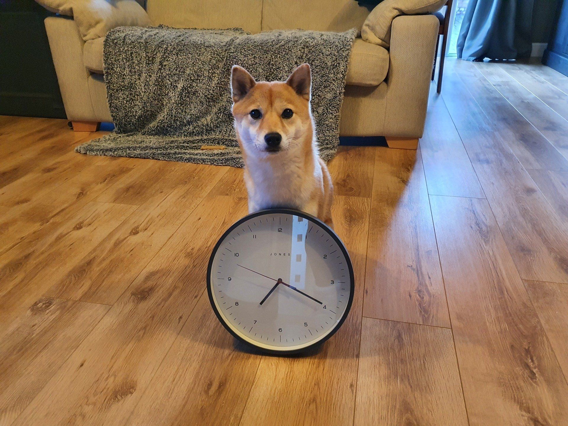 Training dogs takes time