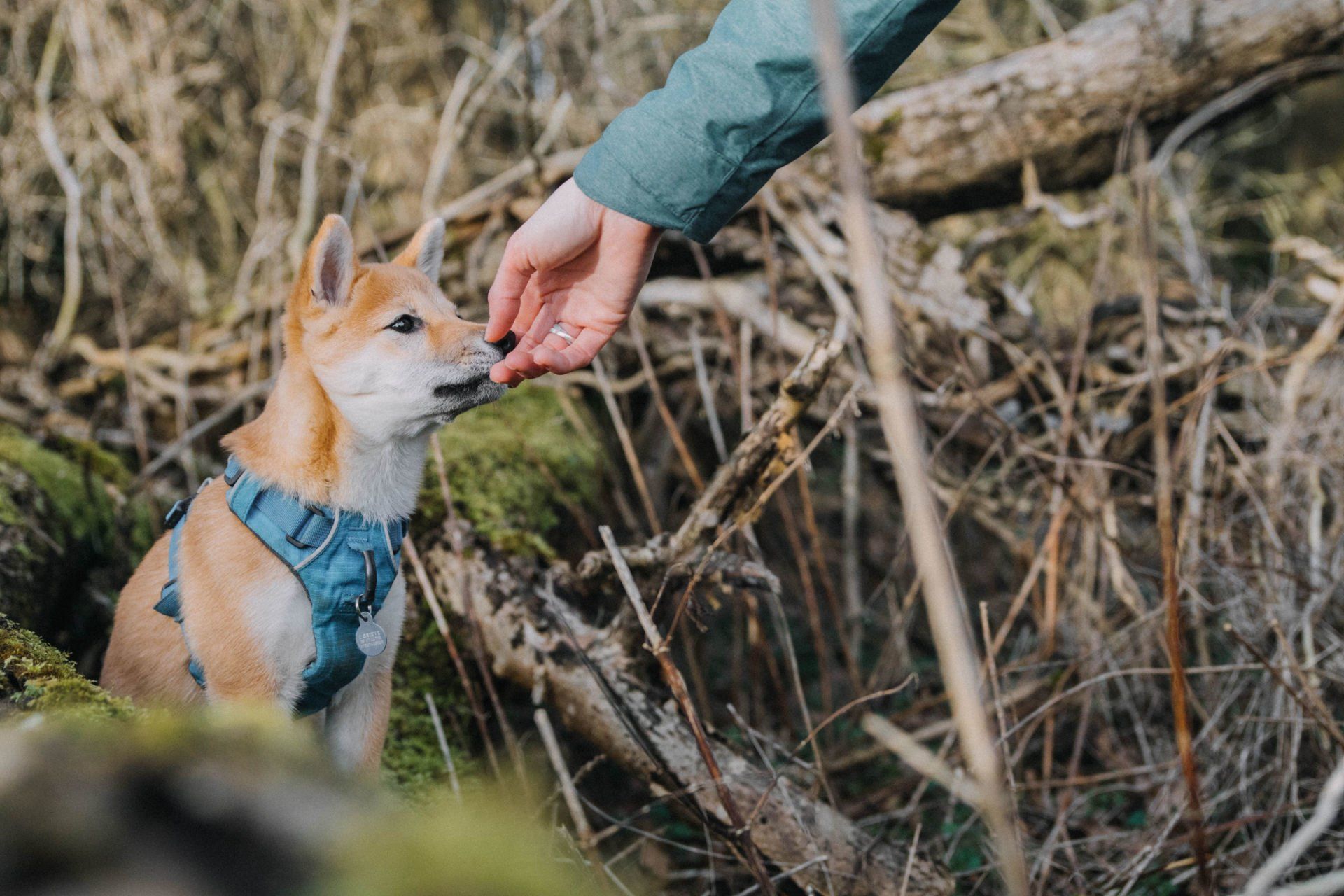 Dog training outside the home