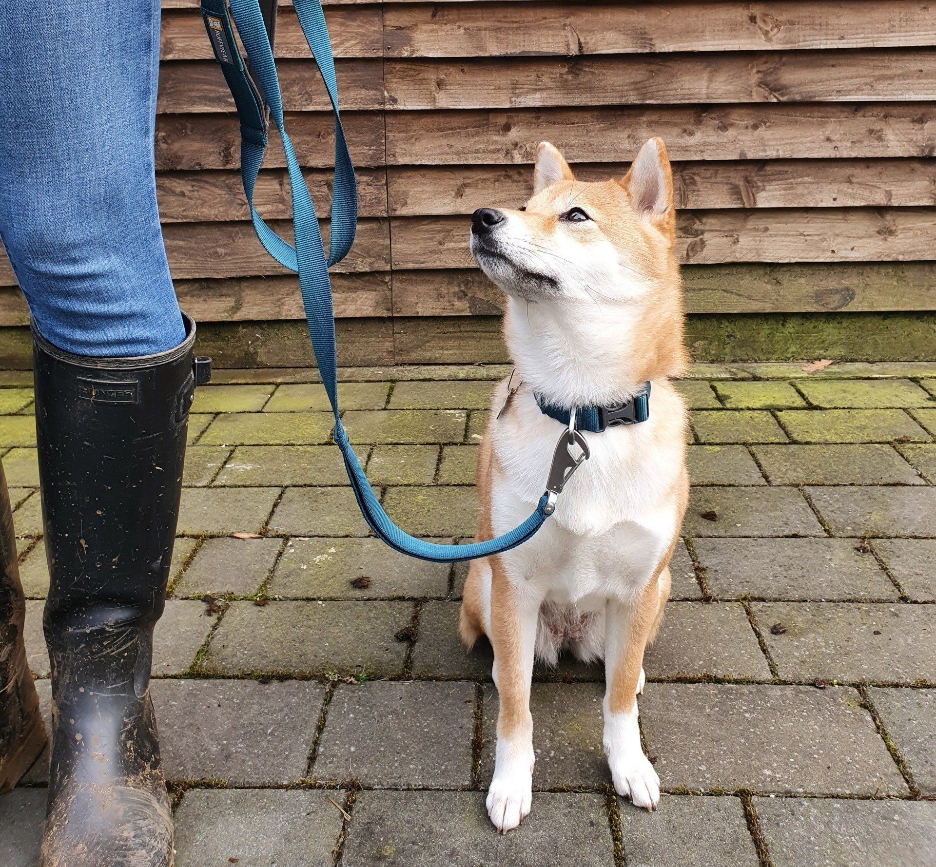 Dog walkers dog Rugby
