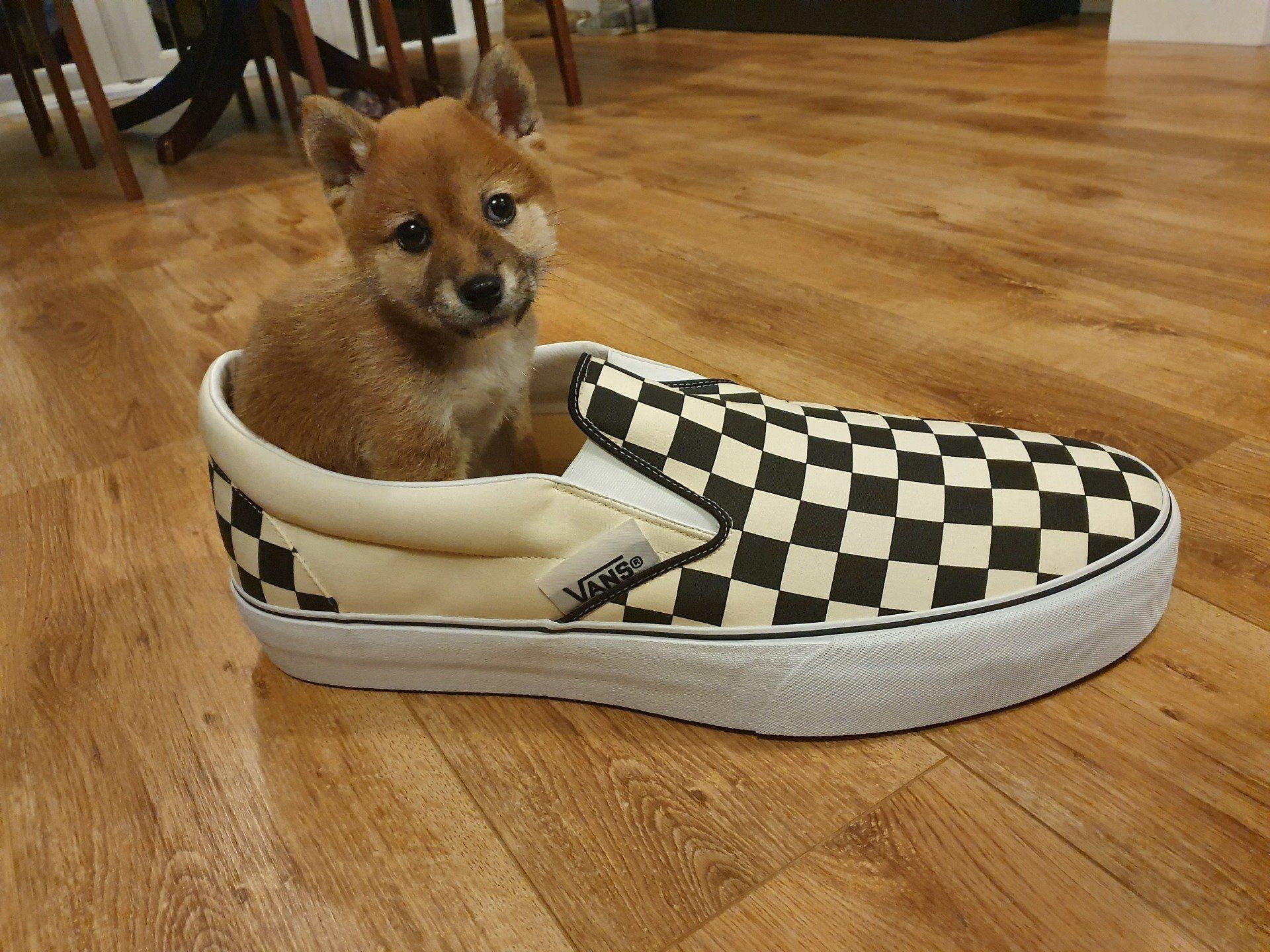 Miku Shiba Inu puppy in a Vans shoe