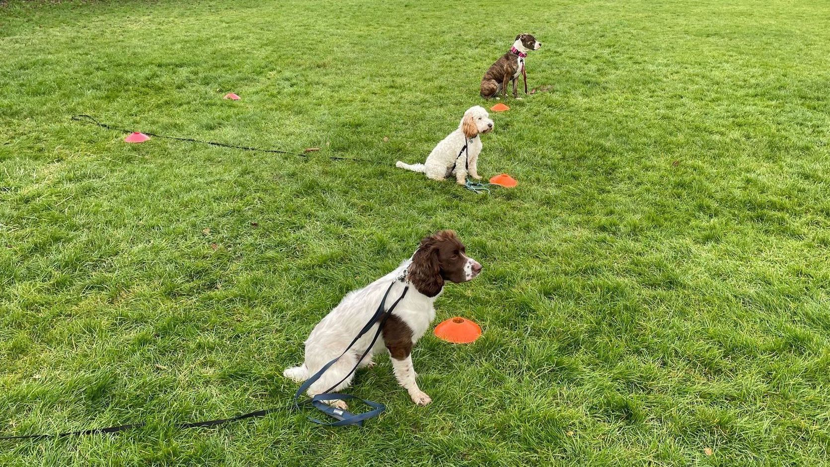 Dog training classes in Dosthill, Tamworth