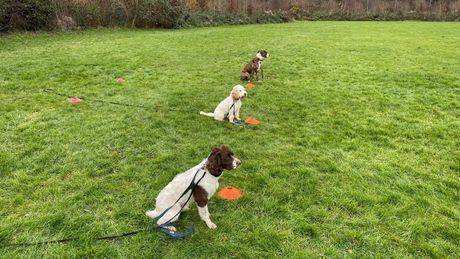 Puppy training in Rugby