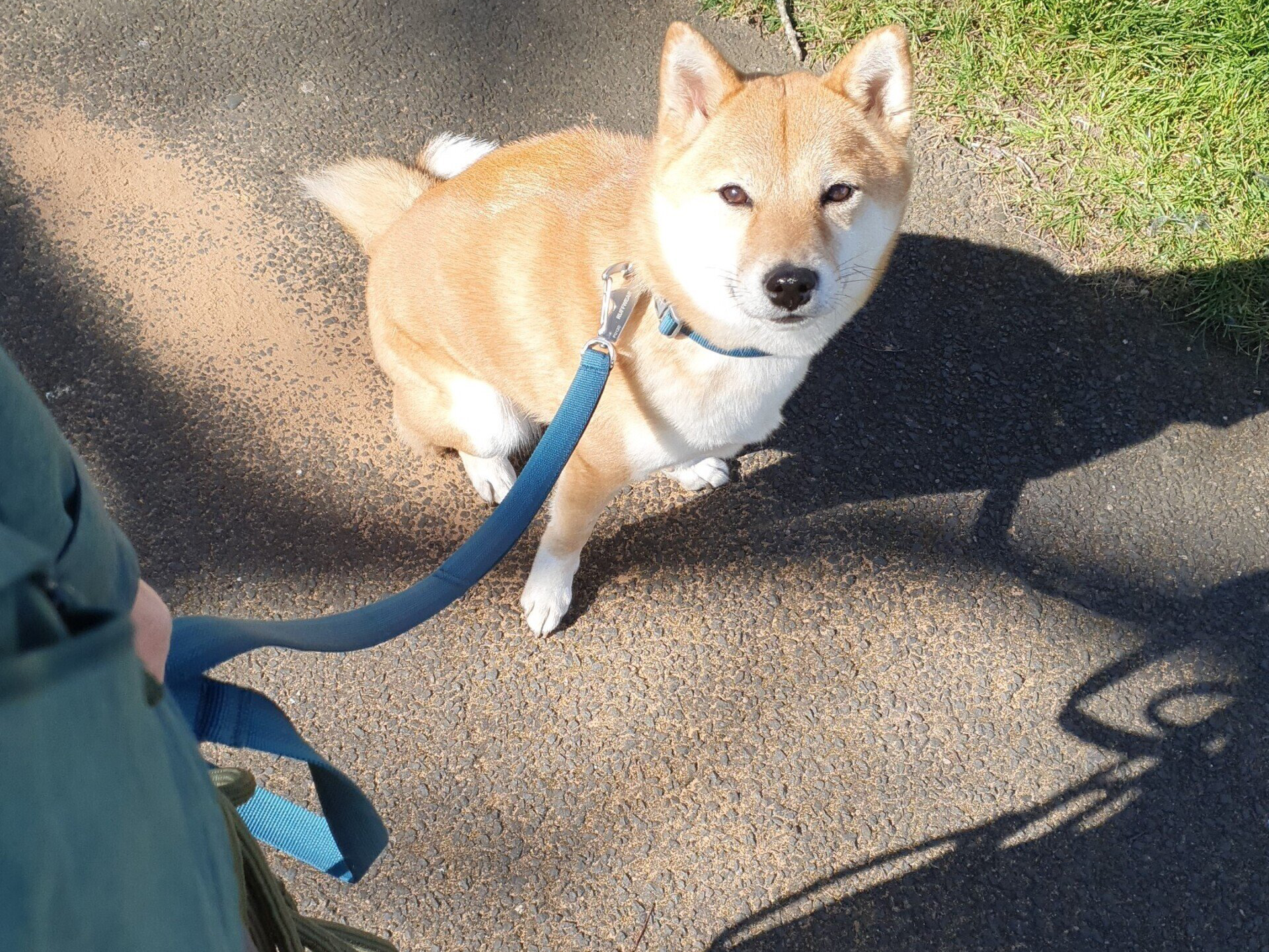 Dog heel sit command