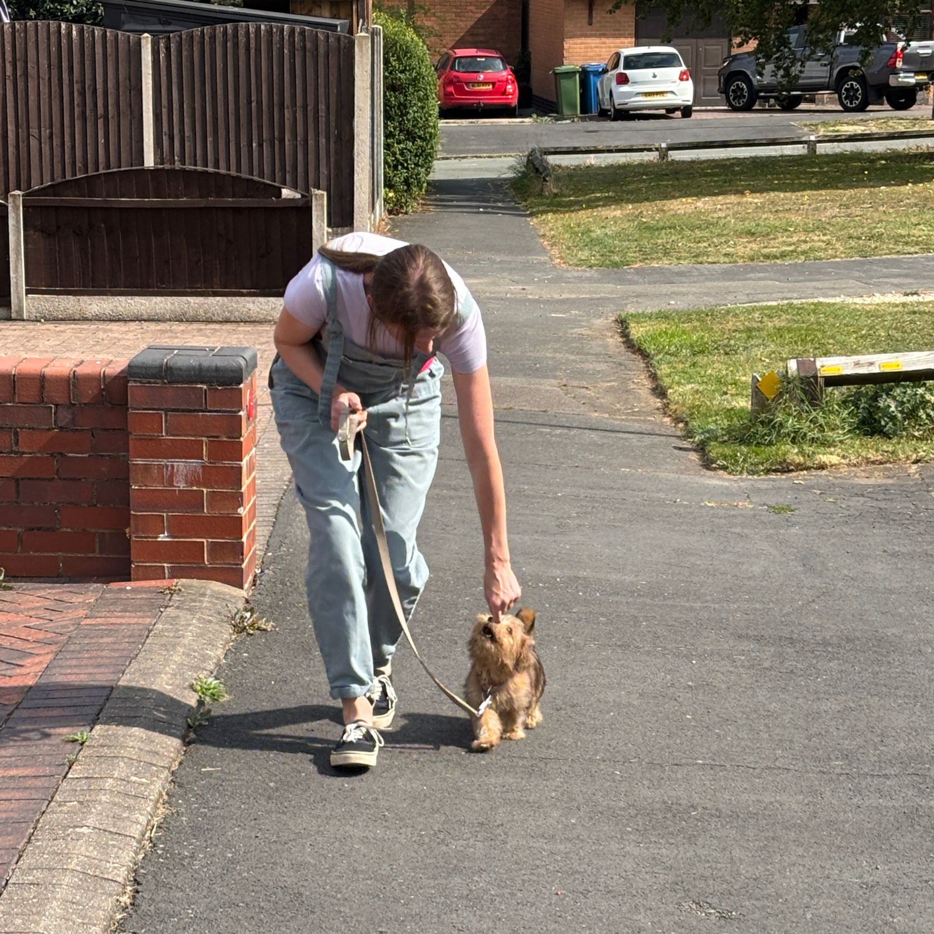 Puppy trainer in Tamworth