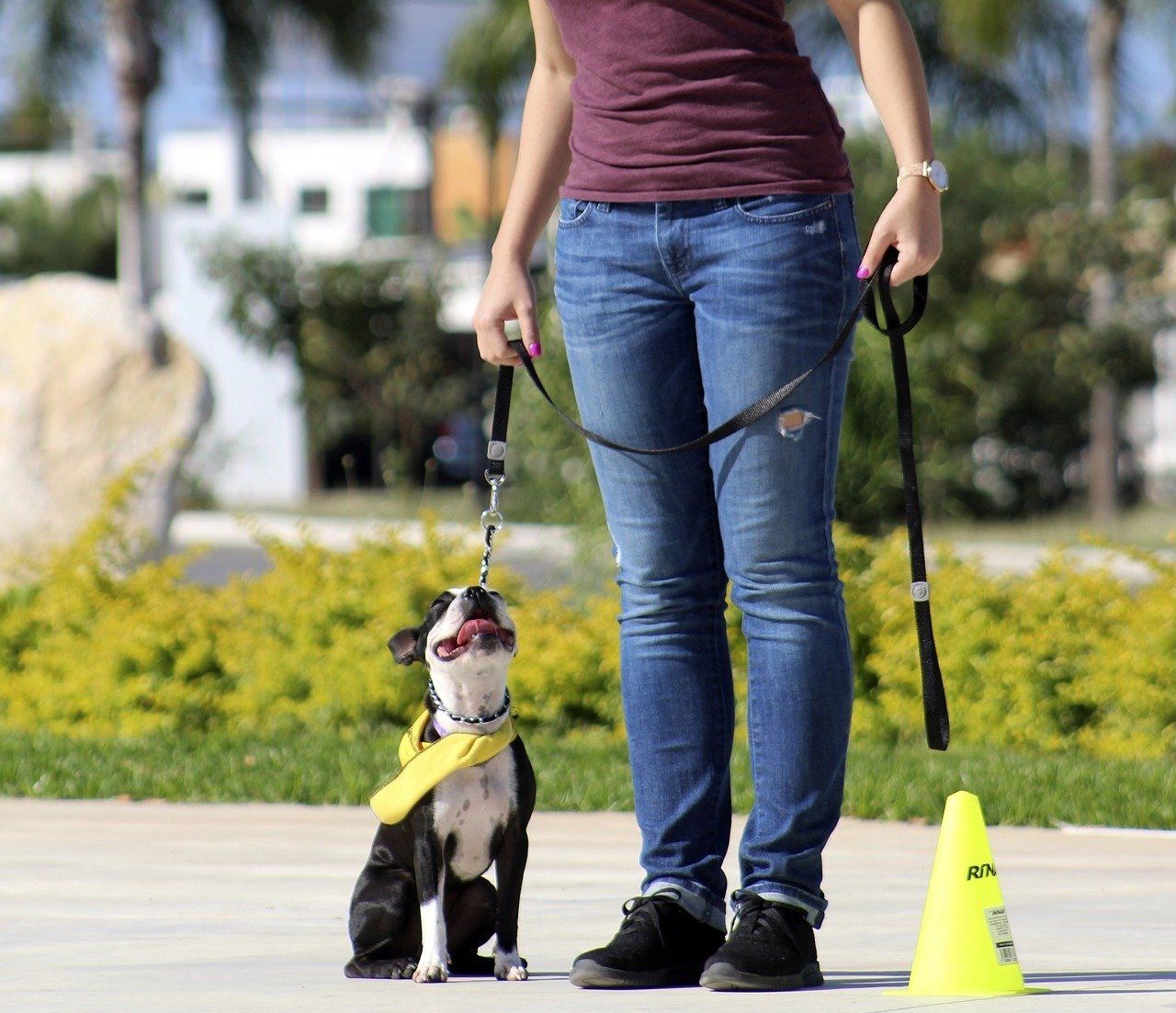 Dog training Coventry