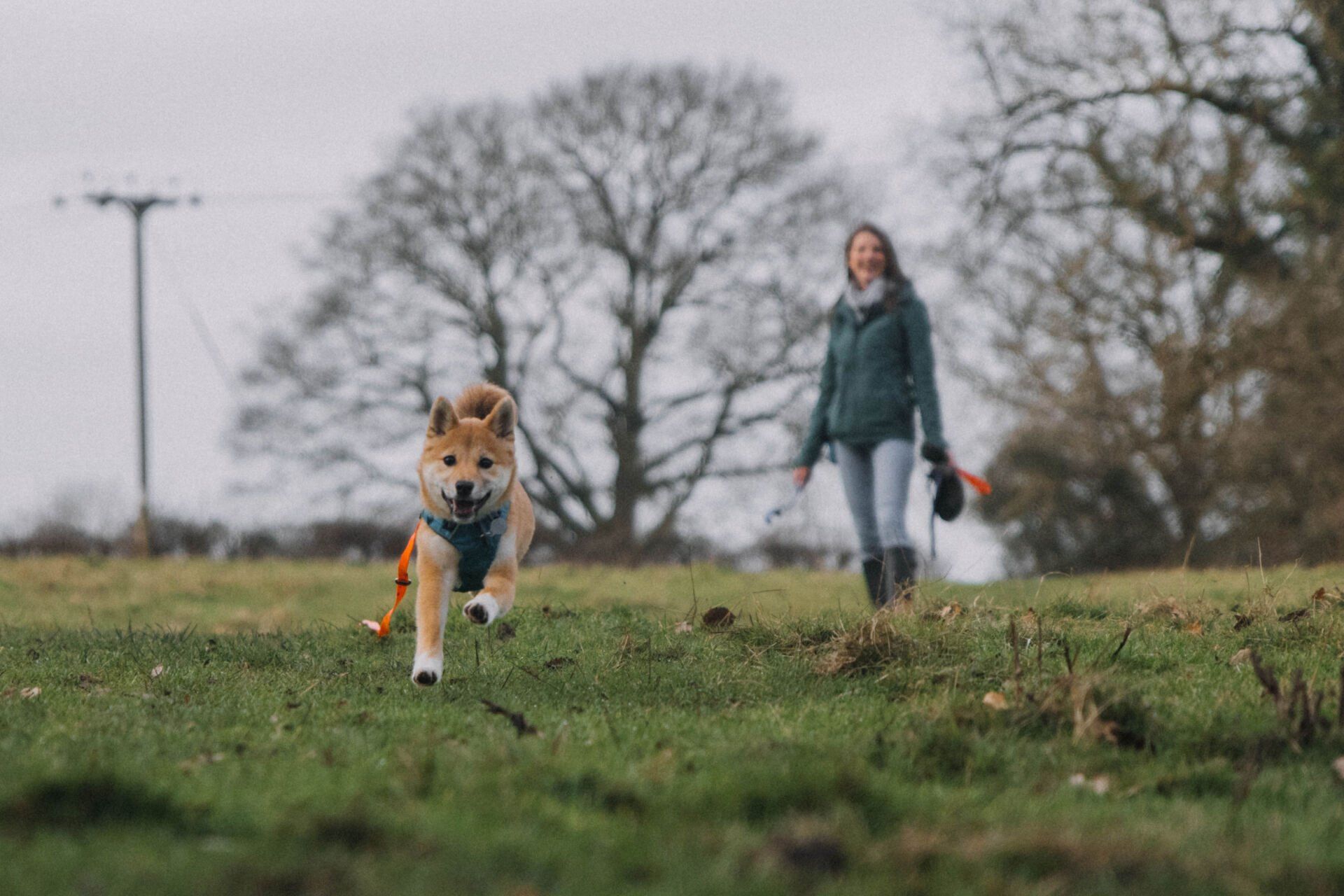 Professional Dog Walker in Rugby