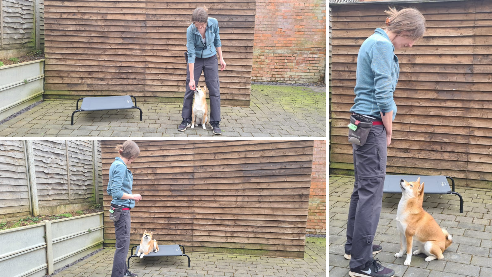 Rugby Dog Training
