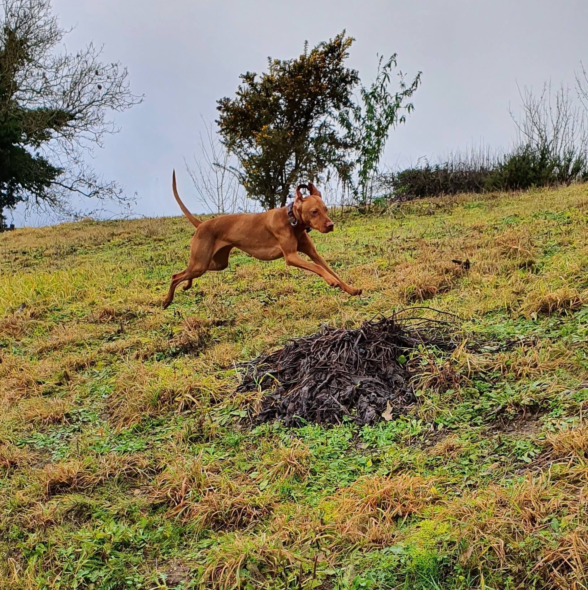 Enrichment dog walks in Tamworth