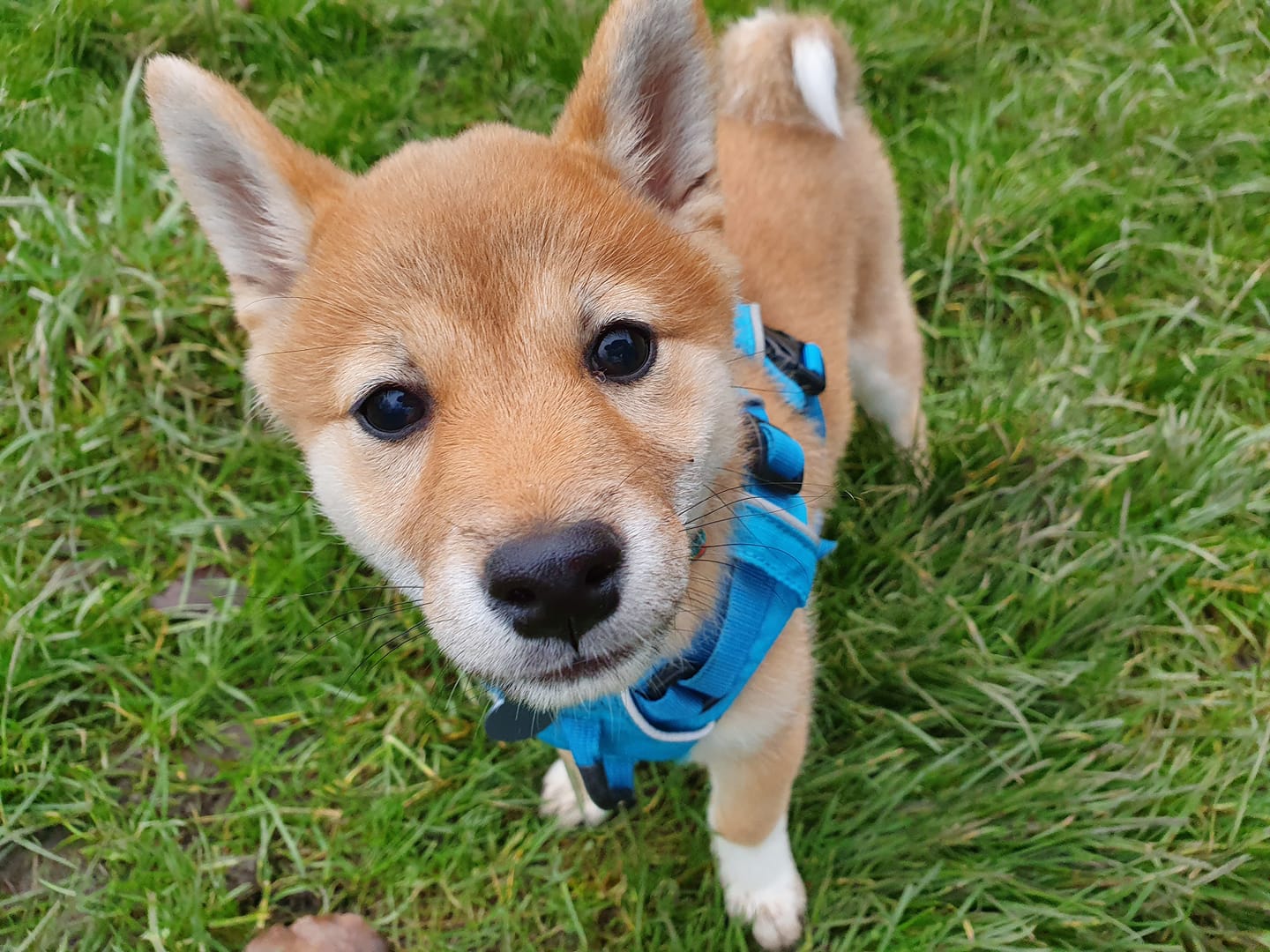 dog training harness