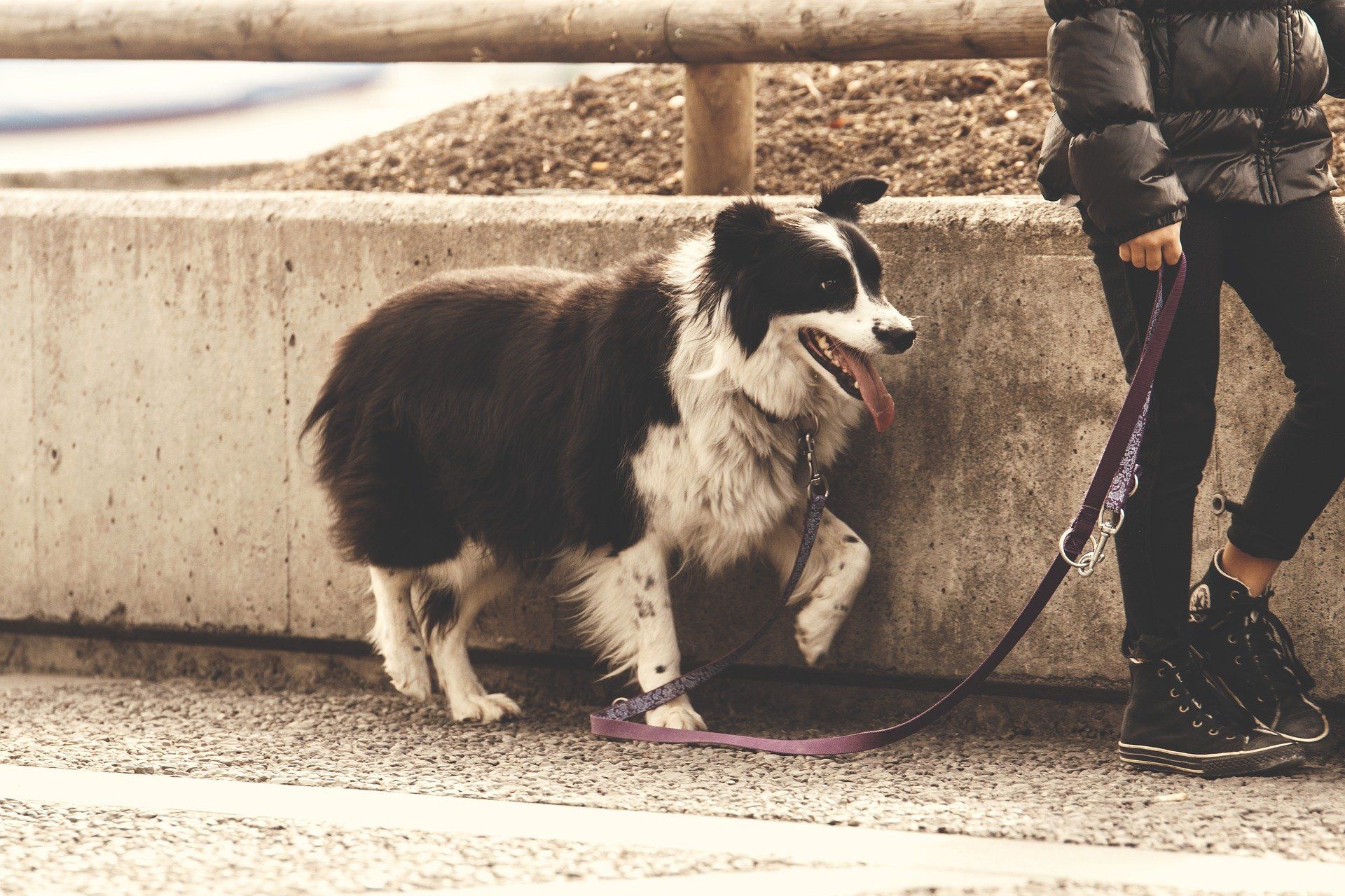 Dog on lead Warwickshire