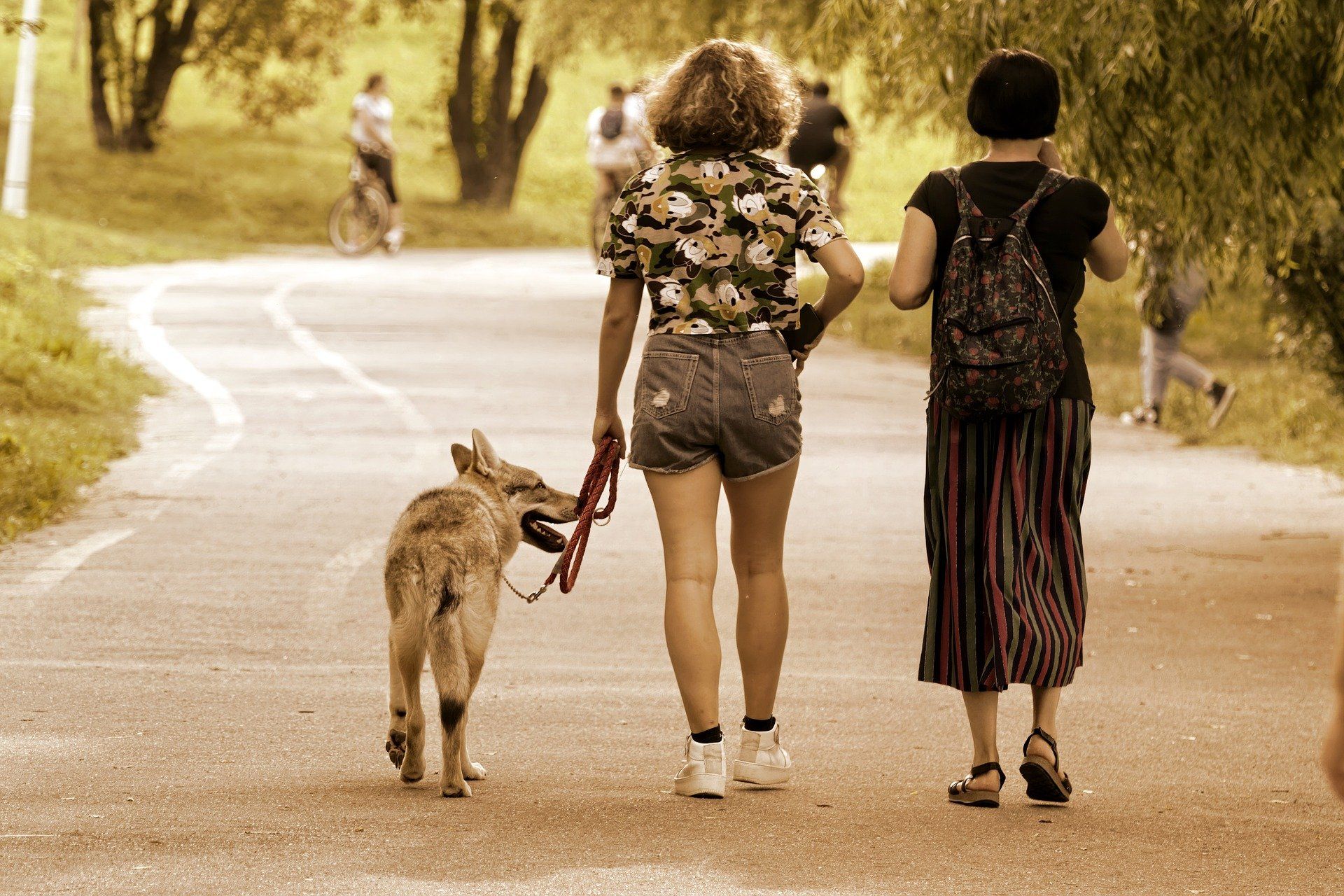 Professional dog walker Rugby