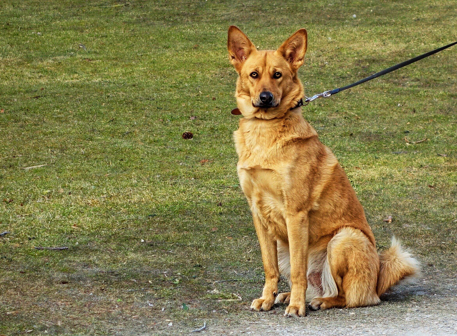 dog pulling on lead