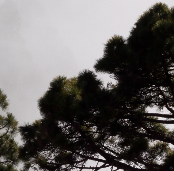 Baumkronen vor grauem Himmel