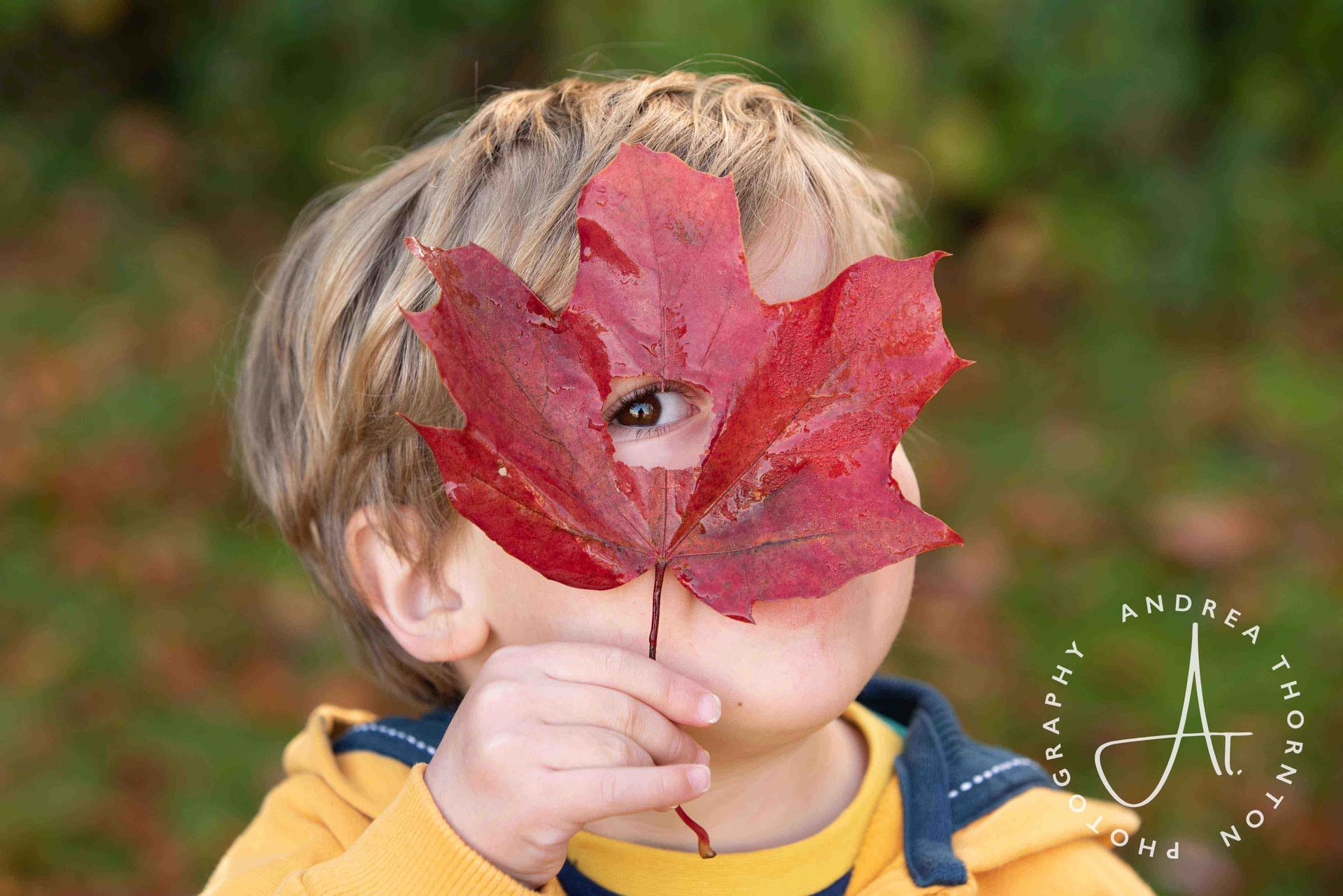 Young boy peering through an autumn leaf