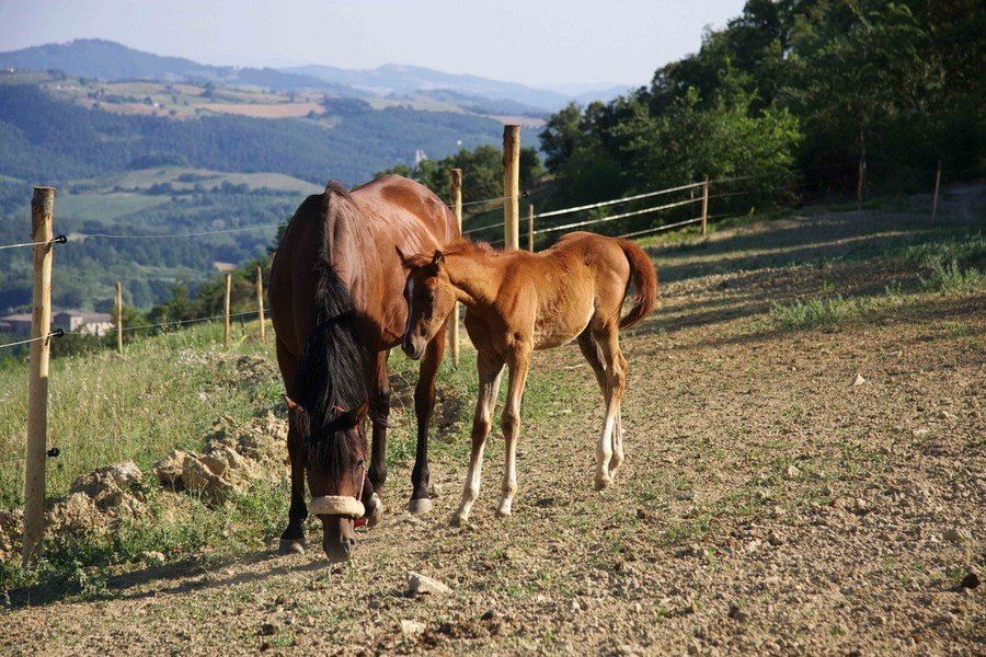 I cavalli dell'agriturismo Il Moro. Giumenta e puledra.
