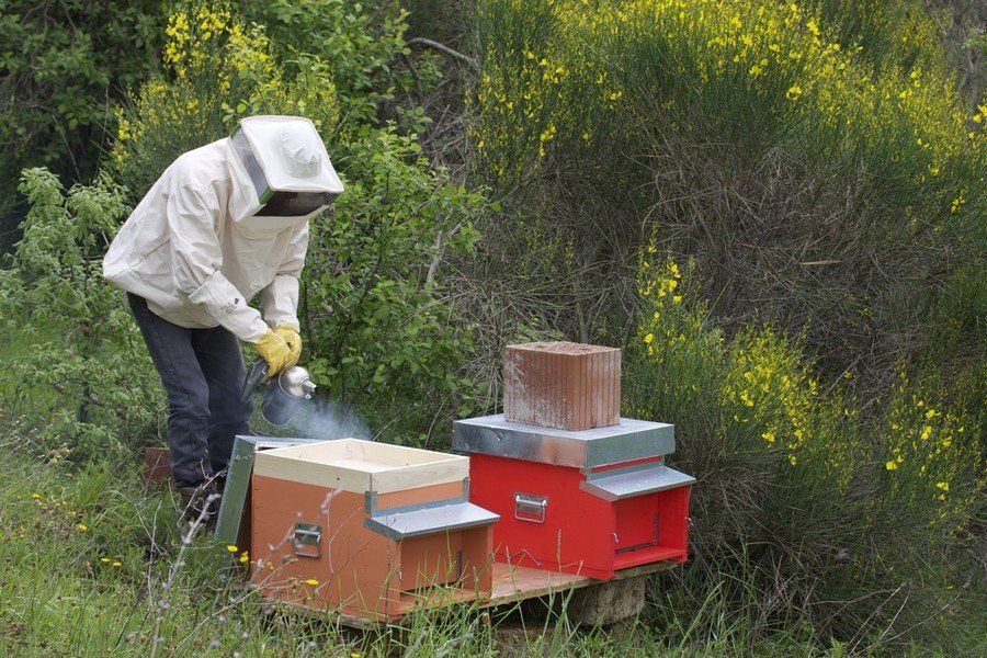 Agriturismo Il Moro: apicoltura.