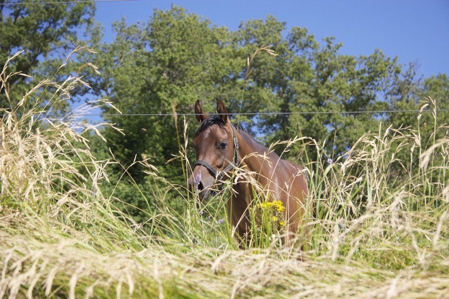Agriturismo Il Moro: Purosangue Arabo.