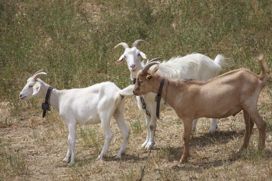 Agriturismo Il Moro: Capre.