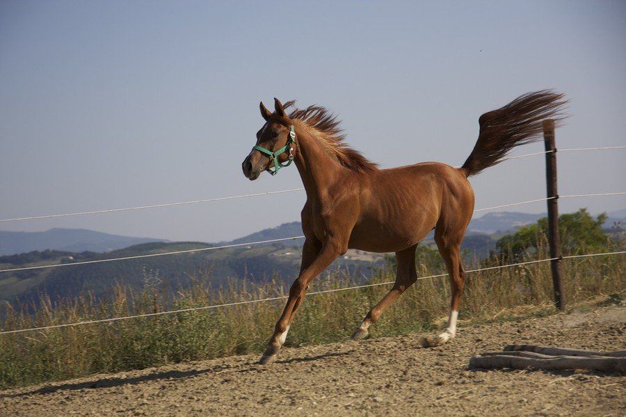Agriturismo Il Moro: Purosangue Arabo.