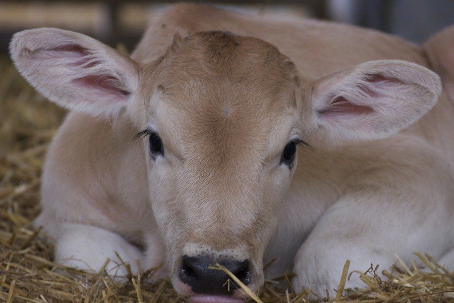Agriturismo Il Moro: vitello di razza chianina.