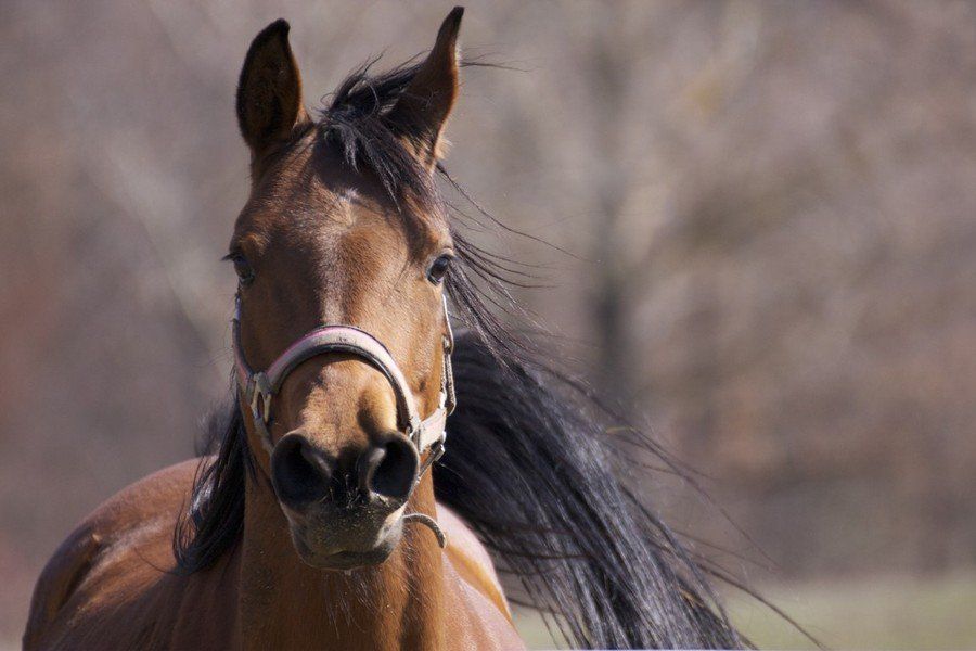 Agriturismo Il Moro: Zafra della Bosana.