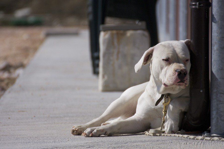 Agriturismo Il Moro: Cani.