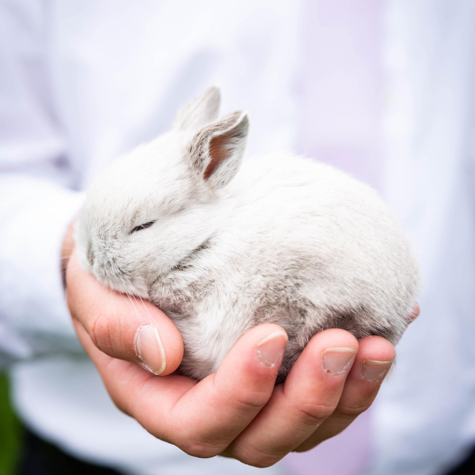 A person holding a leeping bunny