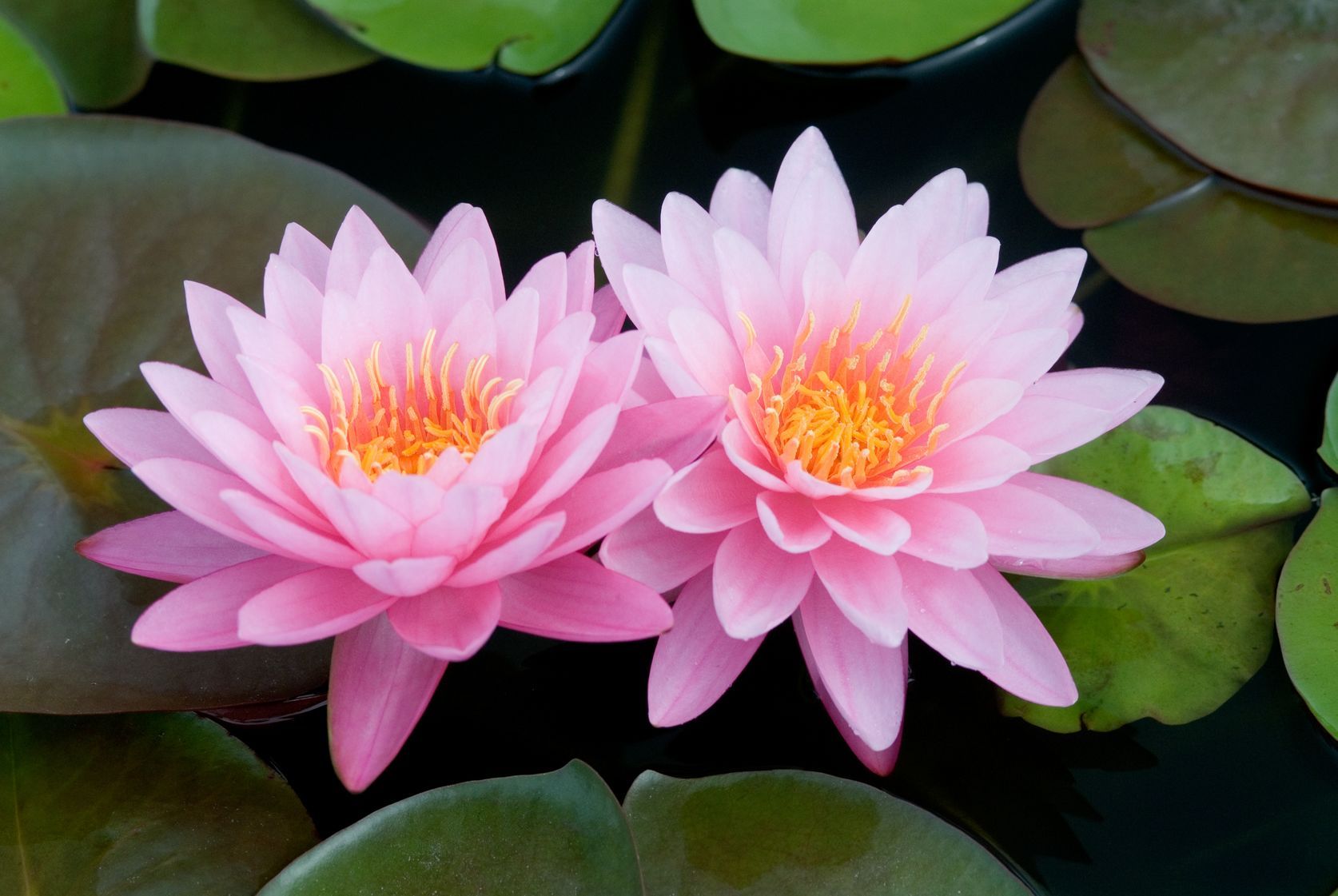 Deux lotus