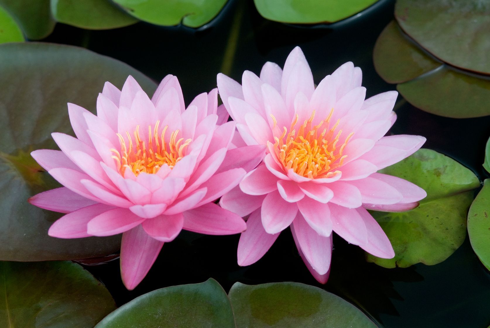 Deux lotus