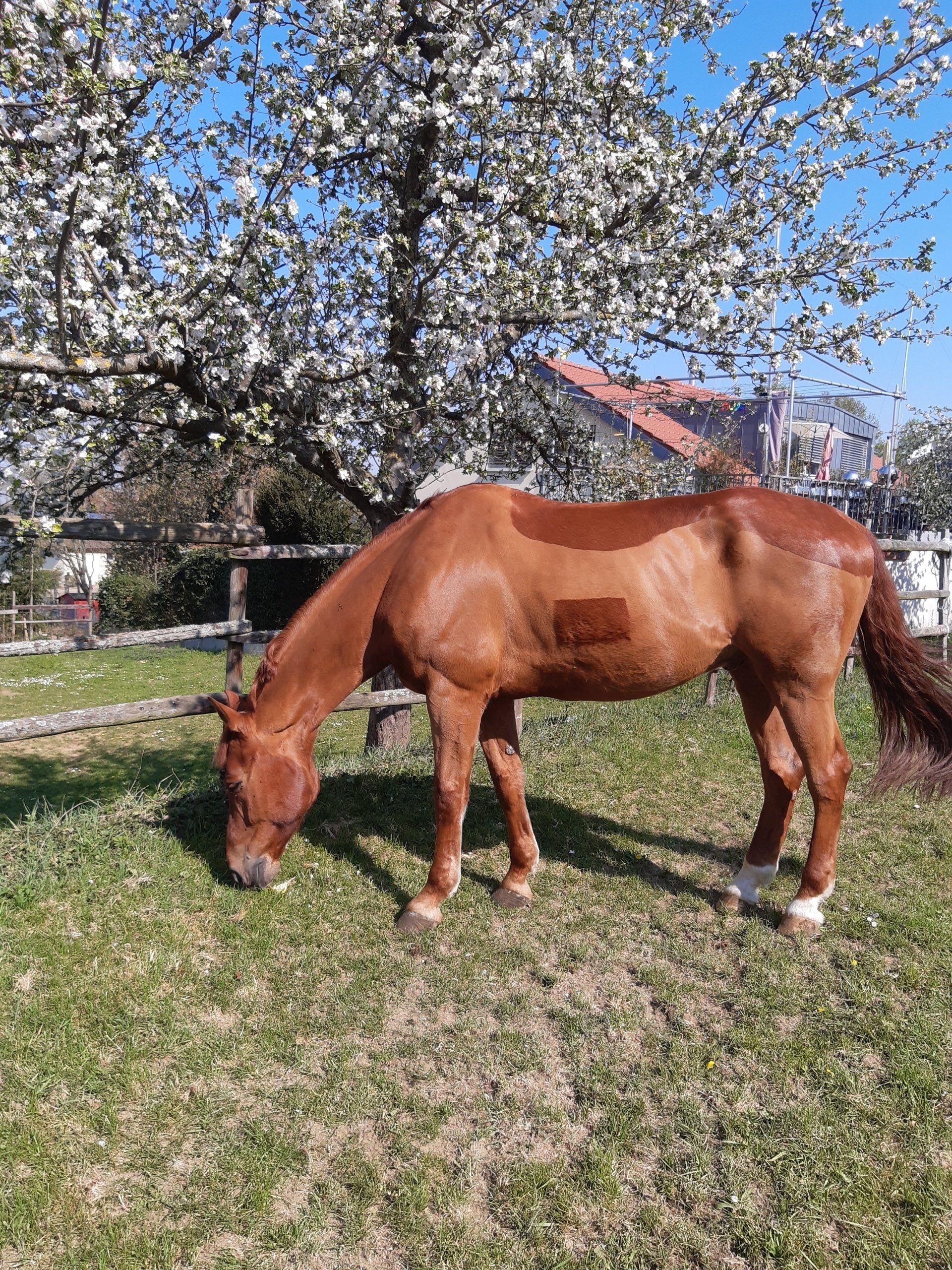 Pferd auf Wiese