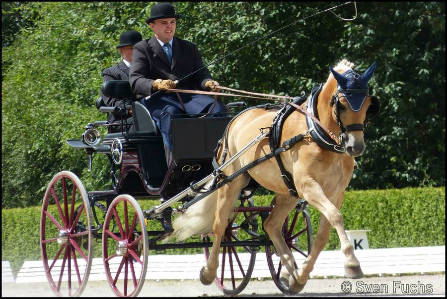 Pferd zieht Kutsche