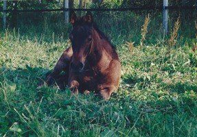 Pferd auf Wiese