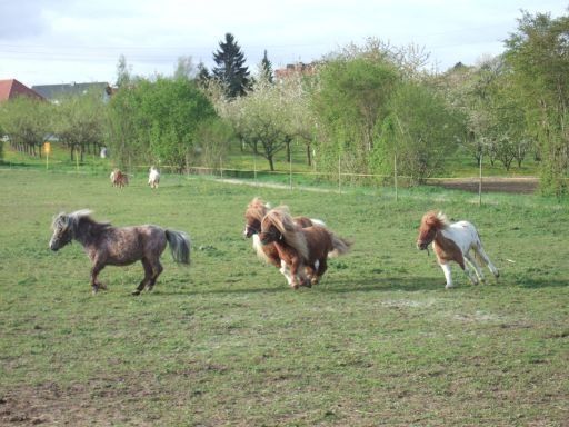 Pferderennen