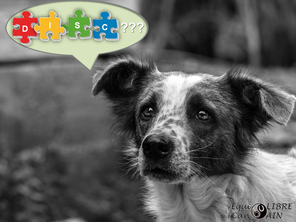 le DISC comme outils d'accompagnement au service de l'animal